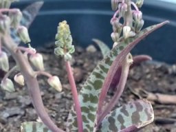 Ledebouria socialis leaves